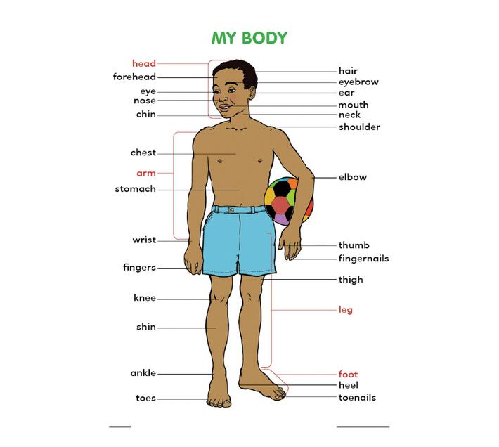 My body (Wallchart) | Makro