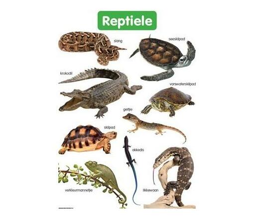 Reptiele: Graad R (Wallchart) | Makro