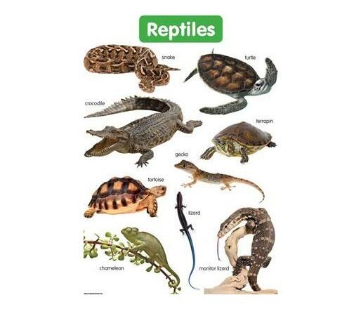 Reptiles: Grade R (Wallchart) | Makro